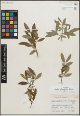Foto von Salix planifolia Pursh